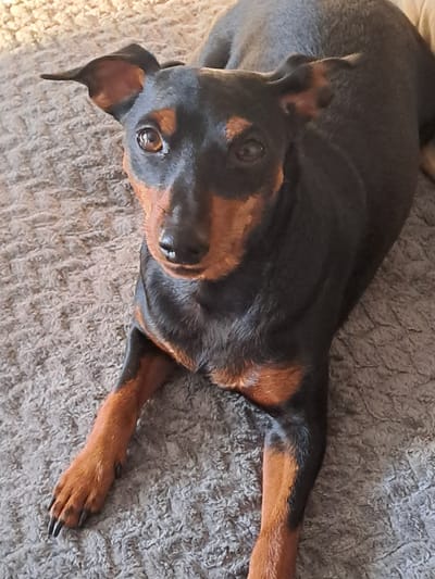 The media file features a doberman pinscher dog lying on a textured grey carpet. The dog is primarily black with tan markings on its legs, chest, and face, including above its eyes and on its muzzle. Its head is turned towards the camera, with one eye clearly visible and looking directly at the viewer. The dog appears relaxed, with its body stretched out. The lighting suggests it is daytime, with soft light illuminating the scene. There are no people, visible text, or specific location cues to suggest it is in Elektrostal, Russia. The overall mood conveyed is one of domestic tranquility.