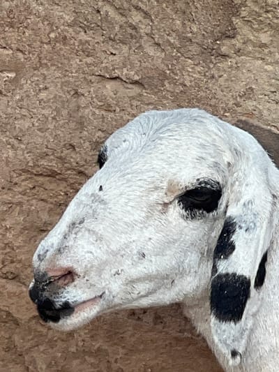 The image displays the head and upper neck of a young sheep or goat, predominantly white with irregular black spots, positioned in profile facing left. Its dark, almond-shaped eye is visible, as is a pinkish muzzle with a dark upper lip and nostrils. The coat appears short and somewhat matted. The animal is set against a textured, light brown or reddish-brown earthen wall, possibly constructed from mud or clay, featuring an uneven, rough surface with minor indentations and cracks. The scene is located in Birnin Kebbi, Nigeria.