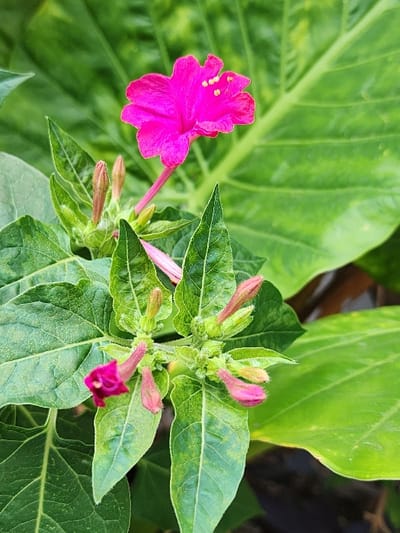 A vibrant pink Four O'Clock flower blooms, showcasing yellow stamens. Several unopened buds, tinged with pink, cluster nearby among green leaves. These leaves exhibit a mottled pattern, suggesting variegation or sunlight variations. The background features large, lush green foliage, providing a vibrant backdrop. The image captures a close-up perspective of the floral arrangement, highlighting the flower's details.