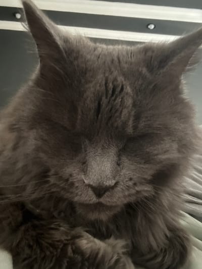 The image shows a close-up, low-angle shot of a fluffy, gray cat with its eyes closed, appearing to be sleeping. The cat's fur is long and appears dense. The background is out of focus but suggests an indoor environment with horizontal lines, possibly blinds or a textured wall, and a light-colored surface that could be bedding or furniture. There are no people or other animals visible. The scene is consistent with a domestic setting in the city of Gölbaşı, Turkey, or any other location where cats are kept as pets.