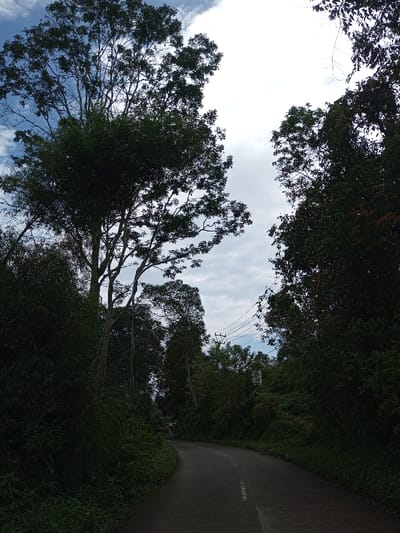 The image depicts a winding, asphalt road framed by dense tropical foliage in Ariyalai, Sri Lanka. The road, dark grey with a faint white dashed centerline, curves towards the right into the distance. Tall, verdant trees dominate the scene, with their canopies filling the upper half of the frame and obscuring most of the sky, which is a mix of overcast grey and patches of pale blue. A dark grey lamppost or utility pole stands upright on the left side of the road, partially hidden by surrounding greenery. Above the right side of the road, multiple utility lines are strung between unseen poles, running across the upper mid-ground. No people or animals are visible. A small, indistinct structure is faintly visible through the trees on the left, further down the road's curve. The lighting is natural, suggesting an overcast day with diffused sunlight.