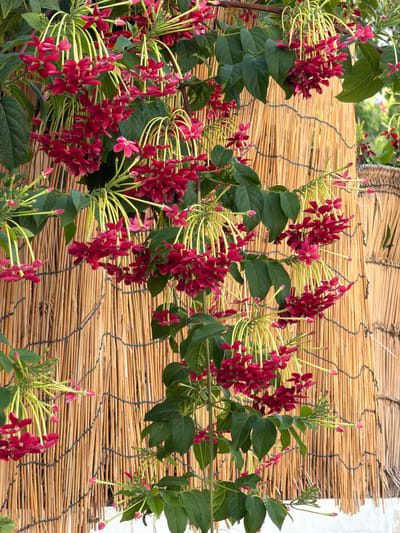 The image shows a close-up view of a flowering vine with dark pink to red blossoms cascading down against a backdrop of a woven bamboo fence. The fence is constructed from thin, vertical bamboo poles, secured with dark string. Green leaves of the vine are interspersed with the flowers, and some flower buds are visible. The lighting suggests it is daytime. The scene is a close-up detail of a plant and fence, and does not depict any recognizable landmarks or street views that would definitively place it within Bat Yam, Israel, or any other specific city.