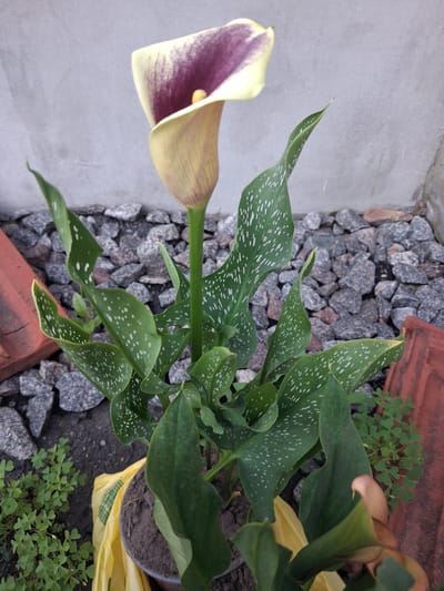 A single calla lily with a cream and purple bloom stands in a pot. The flower is positioned centrally, with its spathe curving upwards and inwards, revealing a yellow spadix. The leaves are dark green and speckled with white spots. The plant is situated outdoors, surrounded by grey gravel and what appears to be broken terracotta tiles. A plain grey concrete wall forms the background. In the lower left corner, a patch of small green clover-like plants is visible. A yellow plastic bag is loosely wrapped around the base of the pot. The scene is consistent with a garden or outdoor planting area. The image was taken on a cloudy day.