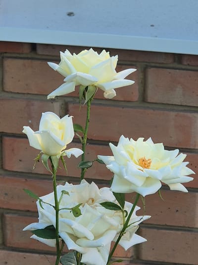 The image shows a close-up view of four white roses in front of a brick wall and a white ledge. The roses are in various stages of bloom, with some fully open and others still partially closed. The petals are delicate and layered, with a hint of yellow at the center of the fully open flowers. The stems are green and thorny, and a few green leaves are visible. The brick wall is a warm reddish-brown color with visible mortar lines. The white ledge is horizontal and positioned at the top of the image, casting a shadow on the brick wall. There are no people or animals present in the image. The setting appears to be outdoors, possibly a garden or yard. The location is identified as Sozonivka, Ukraine.