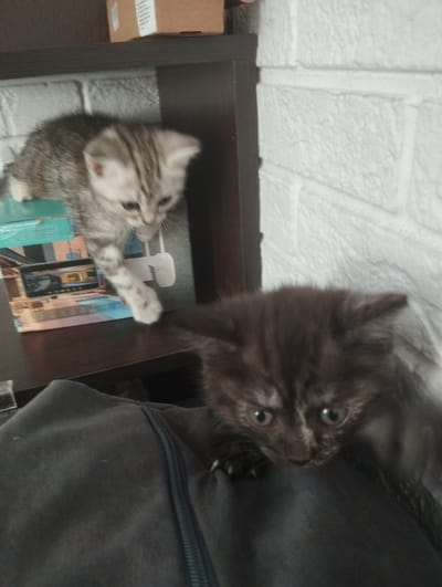 Two kittens are present in the image. One kitten, with gray and white tabby markings, is perched on a shelf next to a white brick wall. A box is above the shelf. The kitten's left front paw is extended downward. Another kitten, with dark brown fur, is positioned at the bottom of the image, likely on a gray soft surface. The focus is on the latter kitten's face and front paws. The image lacks identifying details regarding a specific location in Krasnogorskoye, Russia.