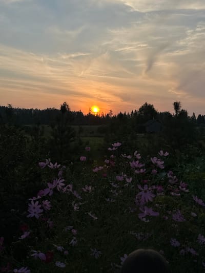 The image depicts a twilight scene in the village of Sredneye Kechevo, Russia. The setting sun casts an orange glow across the sky, illuminating wispy clouds. In the foreground, a field of purple cosmos flowers is in bloom, some of which appear to be slightly blurred due to movement or focus. Behind the flowers, a dense forest lines the horizon. A small, dark building, likely a house or shed, is partially visible amidst the trees. The overall atmosphere is serene and natural, capturing the quiet beauty of a rural sunset.