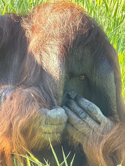 A mature orangutan is observed in a close-up, frontal portrait, situated outdoors in Kristiansand, Norway. The subject's dense, reddish-brown fur is prominently illuminated, while its dark facial skin shows areas of shadow. The left hand, displaying detailed creases and texture, covers the lower face, obscuring the mouth and nose. The right eye is distinctly visible, featuring a yellowish iris and directed forward. The immediate background comprises blurred vibrant green foliage, indicative of grass. No other subjects or objects are visible.
