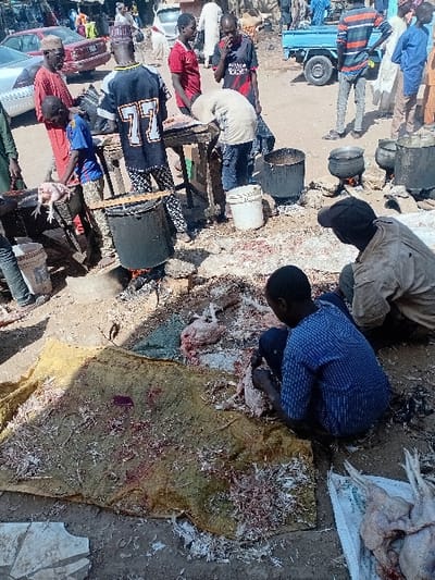 The image portrays an outdoor chicken processing operation within Sharada, Nigeria. The ground consists of unpaved dirt, heavily scattered with chicken feathers, blood, and general organic waste.
In the immediate foreground, a person wearing a blue and white striped shirt is crouched on a soiled yellow fabric mat, actively plucking feathers from a chicken carcass. Adjacent to this, two plucked chickens are visible on a piece of white material. Another adult, dressed in a light-colored shirt and a dark baseball cap, is also crouched nearby.
Towards the mid-ground, multiple individuals are gathered around two basic wooden tables used for processing. One man, wearing a black jersey with the number "77," stands behind a table. To his left, another man in a red shirt stands alongside a young boy who is holding a chicken. An individual in a light tan shirt is bent over one of the tables, engaged in preparation.
Several large, dark metal pots are positioned on the ground, supported by makeshift stone fire rings, some with visible ash indicating recent or ongoing fires for heating water, likely for scalding purposes. White plastic buckets are intermittently placed throughout the scene.
The background shows additional people and vehicles, including a light blue pickup truck and several cars, suggesting a public or market area. The scene is illuminated by daylight.