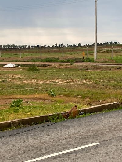The image depicts an outdoor scene in Bulamare, Nigeria, likely during daylight hours under an overcast sky. The perspective is from a slightly elevated position, looking across a grassy field towards a paved road.
The main subjects include a cow grazing in the grassy area adjacent to the road. The cow is brown and appears to be an adult. The field is characterized by patches of green grass and exposed soil, with several thin poles visible in the background, possibly indicating boundaries or markers for a construction site or agricultural plot. A tall, light-colored utility pole with wires is prominent on the left side of the image. A paved road with a white line marking runs diagonally from the right edge of the frame, suggesting it's a road or pathway.
The setting appears to be rural or semi-rural, with vegetation and open land. There are no visible people or buildings in the immediate vicinity of the cow or the road. The overall impression is one of a quiet, natural environment. The weather seems to be cloudy, which might indicate either early morning or late afternoon, but it's difficult to determine the precise time of day. No text is visible in the image.