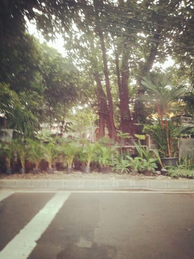 The image shows a blurred view of a roadside with several potted plants in the background. The plants are mostly green and appear to be of various types, including what look like small palm trees. Behind the plants, trees with dark trunks and green foliage are visible. A road with a white line marking is in the foreground, and a sidewalk or curb separates the road from the planted area. The lighting suggests it might be daytime, possibly overcast or with dappled sunlight. The overall scene is out of focus, giving it a soft and indistinct appearance.