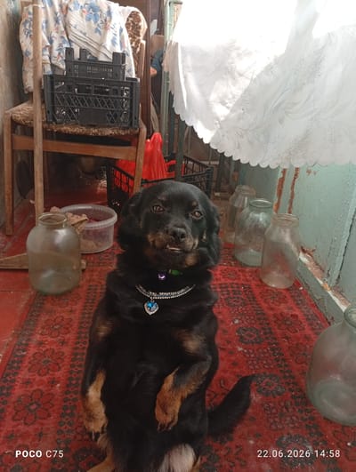 A black dog with brown markings is sitting upright on a red patterned rug. The dog is wearing a silver collar with blue jewels and a blue heart-shaped pendant. The dog's front paws are resting on its hind legs, and its mouth is slightly open, revealing its teeth. Behind the dog, there are several glass jars of various sizes. To the left of the dog, there is a large glass jar and a plastic container. In the background, there is a wooden chair with a black plastic crate on it, and a white fabric with a floral pattern draped over something. To the right of the dog, a light-colored fabric with a scalloped edge is hanging down. The environment appears to be outdoors, possibly a backyard or a storage area. The date and time stamp in the lower right corner reads "22.06.2026 14:58". The text "POCO C75" is visible in the lower left corner. The image has a slight tilt to the left.