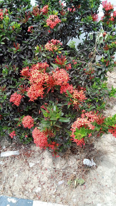 The image shows a dense Ixora plant with clusters of small, bright orange-red flowers and dark green leaves. The plant is situated outdoors in an area with sandy, dry soil, possibly a roadside or garden edge. Scattered on the ground are dried leaves, twigs, and some small pieces of white debris. The background is a blurred white wall. The scene appears to be a naturalistic outdoor setting.