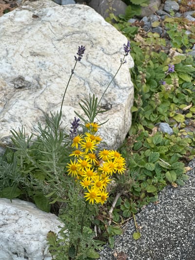 The image shows a close-up of a rocky ground with green plants and flowers. There are two large white rocks in the foreground, one on the left and one on the right, with intricate gray veins. Growing between and around the rocks are various green plants, including what appears to be lavender with small purple flowers, and a cluster of bright yellow daisy-like flowers. The background consists of smaller gray rocks and more green foliage. The overall scene suggests an outdoor setting, possibly a garden or natural landscape, with a focus on the textures of the rocks and the colors of the plants. The lighting indicates it is daytime, with no specific time of day being apparent. There is no visible text in the image.