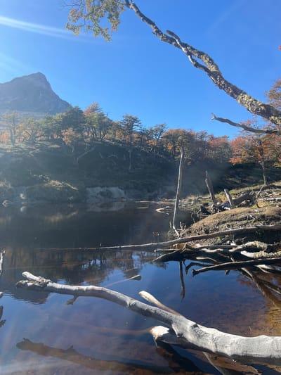 The image shows a body of water, likely a river or lake, surrounded by trees and vegetation. The water is calm and reflects the surrounding scenery, including the trees and the sky. There are fallen tree branches and trunks submerged in the water and along the bank, some covered in moss. The sky is a clear blue, and there is a mountain visible in the distance. Given the presence of trees, water, and mountains, and the request for a location in Ushuaia, Argentina, this might be a scene in or near the Tierra del Fuego National Park. It is daytime, with clear, sunny weather. There is no visible human activity in the image.