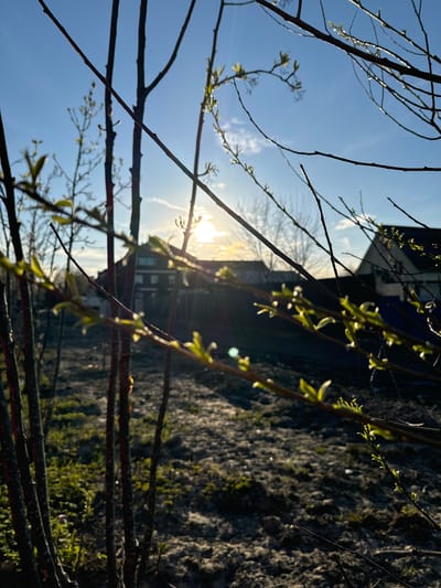 The image displays a serene outdoor scene, likely captured during spring in Odintsovo, Russia. The dominant subjects are numerous bare tree branches, many of which are beginning to sprout tiny, bright green buds and nascent leaves, particularly visible in the foreground and mid-ground. These young shoots catch the light, appearing almost translucent.

The sun is a prominent feature, positioned low in the sky, emitting a strong, golden glow that backlights the branches and creates lens flare. This bright, low-angle sunlight suggests either early morning (sunrise) or late afternoon (sunset), giving the scene a warm, ethereal quality. The sky is a clear, vibrant blue with subtle hints of wispy white clouds.

In the background, behind the branches and partially silhouetted by the sun, are the dark forms of what appear to be buildings or other structures, indicating an urban or suburban setting. To the right, a textured, dark surface, possibly a stone wall or a rocky embankment, is visible, showing some patches of green vegetation. No people or visible text are present in the image. The overall mood is one of natural beauty, renewal, and tranquility, marking the transition into spring.