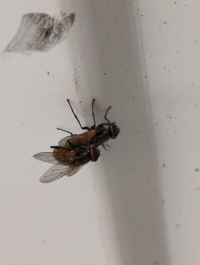 The image shows two flies mating on a white surface. The flies are brown and black, with red eyes. Their wings are translucent and veined. One fly is on top of the other, with their bodies aligned. The surface appears to be a wall or a piece of furniture, and there are some dark specks and a smudge on it. The lighting is somewhat harsh, casting shadows. The scene is an everyday one, likely occurring indoors in a household or similar environment. There is no text visible in the image, and no information about time of day or weather can be inferred. The location context is provided as Раснянскі сельскі Савет, Belarus, but this cannot be determined from the visual information alone.
