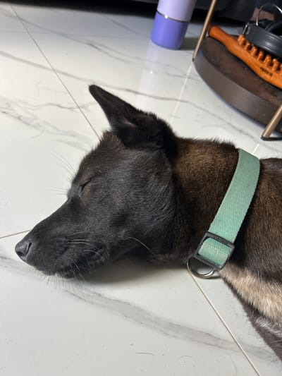 A black and tan dog with closed eyes is lying on a white tiled floor. The dog is wearing a light green collar with a metal ring. The background includes a purple water bottle, a wooden massager, and other objects on a curved surface. The lighting suggests an indoor environment. The image does not contain any discernible features that would allow for identification of its specific location within Sukawati, Indonesia.
