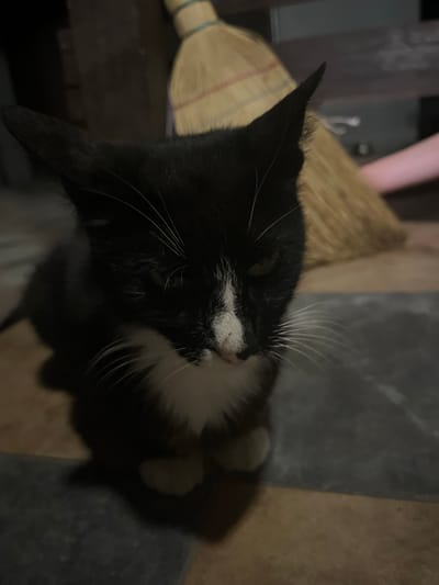 In the city of Bohunove, Ukraine, a black and white kitten sits on a tiled floor. The kitten is facing forward with its head tilted down. Its fur is black with white markings on its chest and nose. The kitten's ears are pointed upwards. In the background, a broom with a light-colored straw head and a blue band is leaning against a dark surface. The environment appears to be indoors, possibly a storage area or a room with a rustic feel, given the tiled floor and the broom. The lighting is dim, casting shadows on the floor and highlighting the kitten's features.