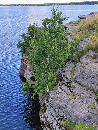 An elevated, wide-angle view captures a rocky cliff face jutting into a calm, deep blue body of water, likely a lake or reservoir, on a clear day. A cluster of green foliage, possibly birch trees with their distinctive light bark, grows precariously from the cliff, with some branches extending over the water. The rocks are textured and varied in color, with patches of moss and lichen. Tall, dry grasses and smaller green plants are visible on the upper part of the cliff. The background reveals a distant treeline on the horizon and a hazy sky with scattered clouds. The scene evokes a natural, somewhat rugged landscape, characteristic of areas around Snezhinsk, Russia, which is known for its surrounding lakes and forested terrain. No people are visible in the image.