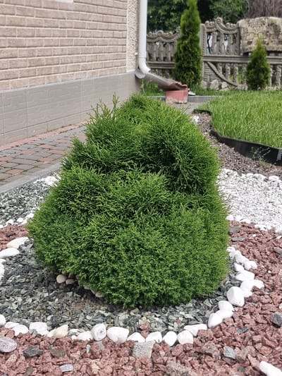A low-angle, medium shot captures a well-maintained garden in Trinca, Moldova. The focal point is a dense, green, spherical shrub situated in the foreground. This shrub is surrounded by decorative gravel landscaping, featuring a mix of dark gray, white, and reddish-brown stones. The gravel is bordered by smooth, white river stones, forming a partial circle around the shrub. Behind the shrub, a paved walkway made of red and gray bricks is visible, bordered by a gray concrete curb. Further back, a light-colored brick wall of a building is present, with a white downspout extending from it. Beyond the immediate garden area, a neatly mowed lawn stretches out, edged by black plastic landscape curbing. In the background, a decorative stone fence with intricate carvings stands against a backdrop of lush green trees. The overall scene suggests a private residence or a commercial property with a focus on landscape design. There are no people or animals in the frame.