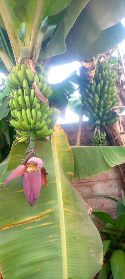 Two bunches of green bananas hang from a banana tree, one with a dark purple banana flower dangling below. Large green leaves with some yellowing line the foreground and background. A brick wall is partially visible to the right of the banana bunches. Sunlight creates bright patches in the upper portion of the frame.