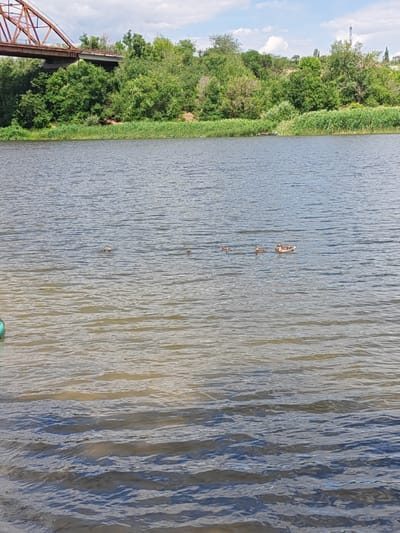 This image captures a serene view of the Seversky Donets River in Belaya Kalitva, Russia. A flock of seven ducks is peacefully swimming on the water's surface. In the background, the lush green foliage of trees and reeds lines the riverbank, suggesting a vibrant, natural environment. The scene is further enhanced by the presence of a large bridge in the upper left corner of the frame, hinting at the urban infrastructure that coexists with the natural beauty of the area. The sky above is partly cloudy, with a mix of blue sky and white clouds, contributing to the overall tranquil atmosphere.