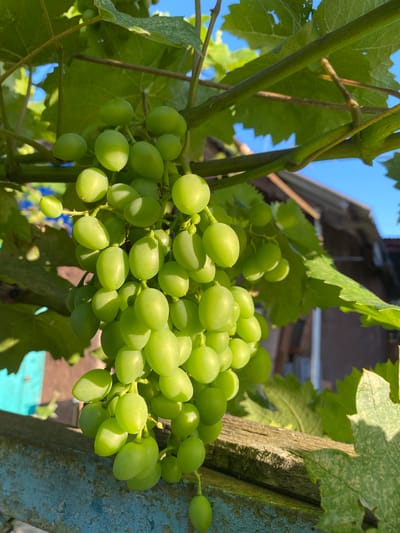 A close-up, low-angle outdoor shot captures a cluster of unripe green grapes hanging from a vine under a clear blue sky. The grapes are clustered tightly together, with individual berries appearing round and plump, glistening slightly in the sunlight. The vine's thick green leaves are visible in the background, some showing signs of sun bleaching. The scene appears to be a backyard or garden, with a weathered wooden fence or railing in the foreground, its blue paint peeling in places. In the far background, a rustic building with a tiled roof is partially visible, suggesting a residential setting. The overall impression is one of natural growth and a simple, rural or suburban environment. There are no people or animals present in the image.