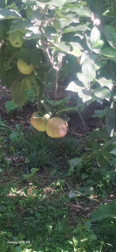 A close-up, eye-level shot captures a branch of an apple tree laden with fruit in Djiyde, Kyrgyzstan. Several green and reddish apples hang from the branch, some partially obscured by lush green leaves. The dappled sunlight casts shadows across the scene, highlighting the textures of the leaves and the smooth skin of the apples. In the foreground and background, the ground is covered with a mix of grass, dry leaves, and soil, suggesting an outdoor, natural setting. The overall impression is one of a tranquil, sun-drenched orchard.