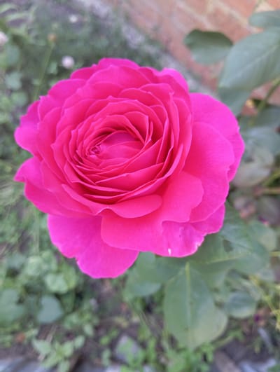 A close-up, eye-level, medium shot captures a vibrant pink rose in full bloom. The rose is the sole subject, centrally positioned and occupying the majority of the frame. Its petals are tightly packed, forming a classic spiral pattern. The background is softly blurred, revealing hints of green foliage and a textured, reddish-brown brick wall. The overall lighting suggests an outdoor setting, possibly during daylight. The image does not depict any specific location in Keleberdivka, Ukraine, nor does it include any people, actions, or interactions.