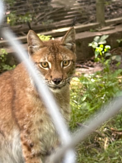 A medium shot captures a lynx from the chest up, its gaze fixed on the viewer. The lynx has striking yellow eyes and tufted ears, with a reddish-brown coat speckled with darker spots. Its head is turned slightly to the left, revealing its alert expression. The animal is positioned in what appears to be an outdoor enclosure, with a wire fence in the foreground partially obscuring the view. Behind the lynx, the environment consists of green foliage, dry grass, and wooden structures, suggesting a zoo or wildlife park setting. The lighting suggests it is daytime, with dappled sunlight filtering through. The location of this scene in Dobrich, Bulgaria, is not determinable from the visual information present.