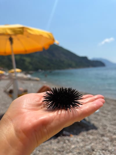A hand holds a black sea urchin with sharp spines. The background is blurred, showing a beach with pebbles, the sea, and a green hillside. A yellow umbrella is visible on the left, partially out of focus. The scene appears to be on a sunny day at the beach. The hand is wet, suggesting it might have just been in the water. The overall impression is a close-up shot capturing a moment of interaction with marine life during a beach outing.