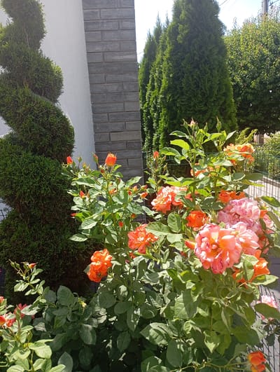 In Kharkiv, Ukraine, a well-maintained garden features a spiral-shaped evergreen topiary on the left, adjacent to a textured brick column and a white wall. In front of these elements, a vibrant cluster of orange and pink roses in full bloom and bud stage are prominent. The background shows a row of tall, slender evergreen trees and a metal fence, suggesting a residential or public garden setting. The lighting indicates it is daytime with the sun casting shadows.