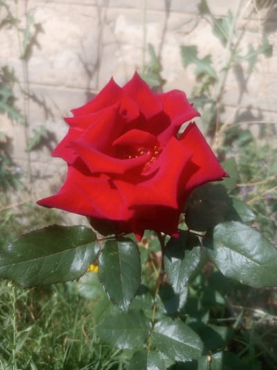 A close-up, slightly blurred image captures a vibrant red rose in full bloom, its petals unfurling to reveal delicate stamen. The rose is situated in an outdoor environment, with green foliage and blades of grass visible at the bottom of the frame. In the background, a textured light-colored wall, possibly made of brick or stone, is visible, with some greenery and faint shadows. The overall lighting suggests a bright, sunny day. The scene appears to be in a garden or natural setting. There are no people or animals present in the image. The location is identified as Samat, Kyrgyzstan.