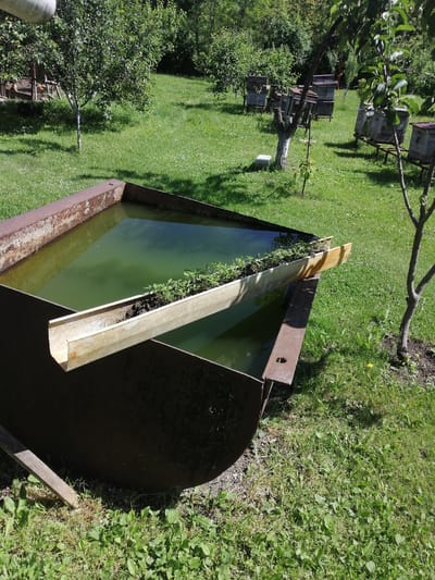 In Dedoplistskaro, Georgia, a large, rusty metal water trough is situated outdoors on a grassy area. The trough is filled with murky green water. Resting on the edge of the trough, a light-colored, U-shaped channel contains soil and young green plants. In the background, several beehives are visible on the lawn, and trees are scattered throughout the scene. The environment appears to be a rural setting, likely a garden or farm.