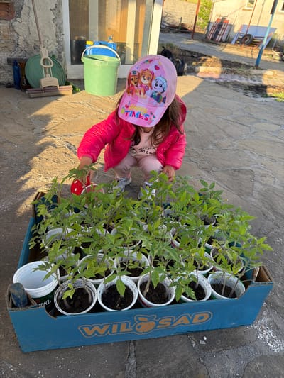 A young girl wearing a pink Paw Patrol hat and a pink jacket is kneeling next to a blue cardboard box containing numerous small white pots with tomato plants. She is holding a small red mushroom-shaped object. The scene is set on a paved patio, with cleaning supplies visible in the background near a light-colored wall. Based on the available information, the location is Dabnik, Bulgaria.