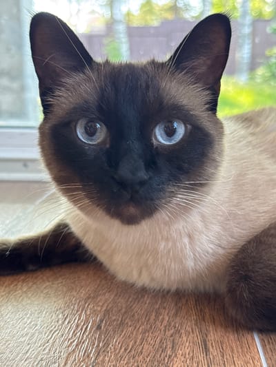 A close-up, eye-level, medium shot features a Siamese cat lying down. The cat's face is dark brown with striking blue eyes and white whiskers. Its body is a mix of cream and brown fur. The background is blurred, showing greenery and what appears to be a wooden fence, suggesting an outdoor setting. The cat is positioned on a wooden surface. There are no people present in the image.