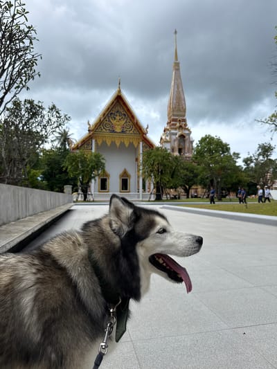 A husky with its tongue out is in the foreground, facing right. In the background, a white temple with gold accents and a tall spire is visible under a cloudy sky. Green trees and a few people are scattered around the temple grounds. The ground in front of the temple is paved. The overall scene is outdoors in what appears to be a public space in Chalong, Thailand.