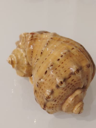 A tan-colored seashell with brown speckles rests on a smooth, white surface, likely a table. The shell has a spiral structure with distinct ridges and a pointed apex. The surface reflects the light, indicating it is polished. The background is a plain, light gray. The image is a close-up shot, focusing on the texture and details of the seashell. There is no indication of Balashikha, Russia in the image.