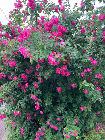 The image displays a dense, vibrant rose bush, heavily laden with numerous small, bright pink roses in full bloom. The bush's foliage is lush and dark green, with many leaves and petals visibly glistening with water droplets, suggesting recent rain or heavy dew. The camera angle is directed upwards, with parts of an overcast, bright white sky visible through the branches in the upper sections of the frame.
The roses are scattered generously across the entire bush, showcasing various stages from buds to fully open flowers. No specific activity or people are depicted; the focus is entirely on the natural beauty of the flowering plant. The lighting is soft and diffused, characteristic of an overcast day. In the lower right portion of the main image, a paved surface with a yellow line is faintly visible, hinting at the bush's location alongside a pathway or road. There is no visible text in the image. The scene captures a moment of natural abundance and freshness, likely set in Changchun City, China.