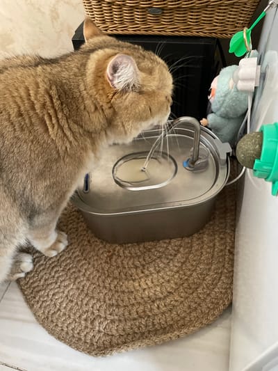 An indoor scene features a relaxed, light brown or golden-furred cat, possibly a British Shorthair, lying comfortably on its side. The cat's eyes are closed or nearly closed, and its prominent whiskers are visible, suggesting a state of rest or sleep.
Adjacent to the cat is a silver or stainless steel pet water fountain, equipped with a visible water level and a spigot. The fountain rests on a semicircular mat made of woven natural fibers, likely jute or sisal, providing a textured surface.
The background includes various household and pet items. A segment of a brown wicker basket is visible on the left. Above the water fountain, several objects are suspended: a light blue plush toy, possibly a character, hangs upside down, secured by a white plastic clip. Next to it, a green plastic item with a textured ball, likely a cat toy or treat dispenser, is also suspended. A small green, leaf-shaped item attached to a ring hangs nearby. The floor is tiled, suggesting a domestic setting, likely a home in Лесной Пейзаж Кп (шарапово), Russia. The overall image depicts a peaceful and comfortable environment for the cat. No discernible text is visible in the image.