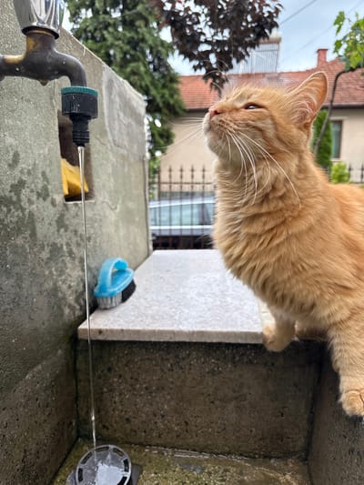 An orange domestic cat is positioned on a grey concrete ledge, its head tilted upwards, observing a thin stream of water descending from a metallic faucet. The faucet, fitted with a green and black connector, is mounted on a textured concrete wall. Behind the water stream, a yellow object is visible within an opening in the wall. The water falls into a lower concrete basin containing a circular metal drain cover and a pool of standing water. A blue-handled scrub brush with dark bristles rests on the concrete ledge to the right of the water flow. In the blurred background, residential buildings with terracotta roofs, one featuring a solar water heater, are visible beyond a dark metal fence and various green foliage. The scene depicts an outdoor setting in the city of Berkovitsa, Bulgaria, under an overcast sky.