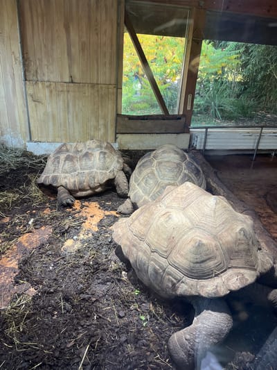 Three large tortoises are situated within an indoor enclosure at the Parc Zoologique & Botanique de Mulhouse in Mulhouse, France. The enclosure features light-colored wooden paneled walls on the left and rear, with large glass viewing panels on the right side. These panels reveal an outdoor area with green trees and dense foliage, including bamboo, under bright daylight. The enclosure floor is composed of dark, damp soil or mulch mixed with straw and hay. An orange-brown powdery substance, consistent with animal feed, is scattered on the ground near the center of the frame.

The first tortoise is positioned on the left side, facing right, with its front limbs and shell visible on the dark substrate. The second tortoise is centrally located, facing away from the camera, with its head and front limbs partially obscured by its shell. The third tortoise occupies the foreground on the right, also facing away from the camera, displaying its rear limbs and the textured scutes of its carapace. A large, light-brown log or branch lies horizontally along the right side of the enclosure floor, behind the two rightmost tortoises. A thermometer is affixed to the wooden frame of the glass panel in the middle-right. All three tortoises are stationary within the enclosure.