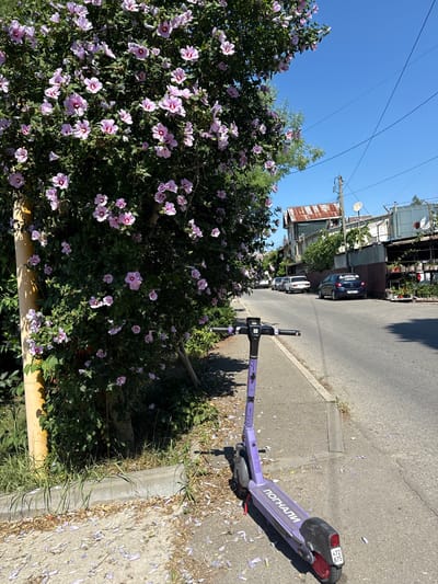 In Oryol-Izumrud, Russia, a violet electric scooter is parked on a sidewalk next to a flowering tree with pink and white blossoms. The scooter's deck features the Cyrillic text "ПОГНАЛИ," meaning "Let's go." Behind the scooter, a paved road stretches into the distance, lined with parked cars and buildings. The sky is clear and blue, indicating a sunny day. The scene appears to be a quiet street in a residential area, possibly on a summer afternoon.