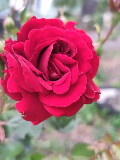 A close-up, high-angle, medium shot captures a vibrant red rose in full bloom, its petals unfurling in a spiral pattern. The rose is the dominant subject, filling most of the frame. Subtle water droplets glisten on some of the petals. The background is softly blurred, suggesting an outdoor setting with green foliage and hints of light-colored structures or possibly other flowers. The overall impression is one of natural beauty and delicate detail. The image was captured in Shakhtarsk, Ukraine.
