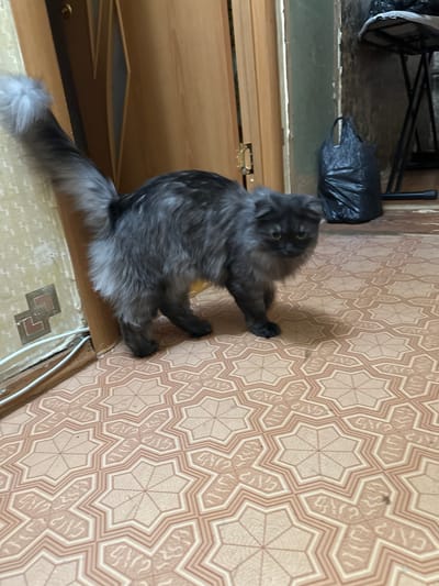 A fluffy, gray cat with green eyes is sitting on a wooden surface, looking up and to the left. Its fur is long and appears soft. The cat's tail is extended behind it, also covered in long gray fur. The background features a wall with a patterned wallpaper in shades of beige and brown, with a geometric design. To the left of the cat, there is a wooden door or cabinet. In the upper left corner, partially visible, are some objects, including a black plastic bag and what looks like part of a chair or table. The lighting suggests an indoor setting, possibly during the daytime. The cat's gaze and posture could indicate curiosity or alertness. There is no visible text in the image. The scene appears to be an indoor domestic environment.