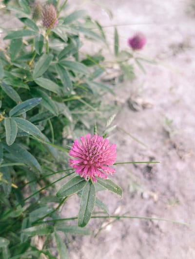 This is a close-up, eye-level, vertical shot of a single pink clover flower in full bloom. The flower has a spherical shape and is composed of many small, delicate petals. It is positioned in the lower right quadrant of the image. The flower is attached to a stem that is covered in fuzzy, green leaves. The leaves are compound, with each leaf consisting of three leaflets. The background is blurred and consists of dry, sandy soil with some scattered blades of grass. The lighting is natural and appears to be from an overcast sky, creating soft shadows. The overall mood of the image is natural and serene. The location is the city of Ivankovychi, Ukraine.