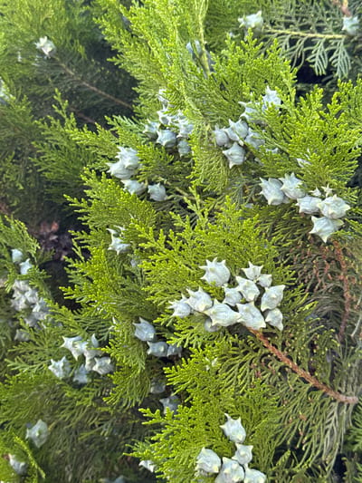 The image presents a close-up, high-angle view of a coniferous plant, characterized by dense, vibrant green, scale-like foliage. Numerous small, light greenish-blue, spheroid to ovoid cones are distributed among the branches. Each cone exhibits multiple pronounced, pointed, radiating projections, giving them a distinct spiky texture. The cones are clustered at various points on the visible branches. The background consists of out-of-focus green foliage, indicating a shallow depth of field. The scene is illuminated by natural daylight. This botanical specimen is located in the city of Taperakan, Armenia.