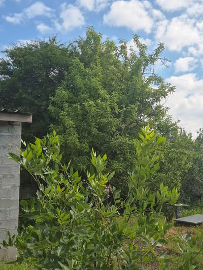 The image depicts an outdoor scene in Sozonivka, Ukraine, dominated by lush green foliage. In the foreground, a cluster of plants with vibrant green leaves is prominent, with some branches reaching towards the sky. Behind these, larger trees with dense canopies fill the middle ground, their leaves a darker shade of green. To the left, a portion of a light gray brick structure with a corrugated metal roof is visible, suggesting a building or shed. The background consists of a bright blue sky with scattered white clouds. The ground is covered in green grass and appears to be uneven with some patches of exposed soil. Further in the background, a flat concrete slab and a cylindrical concrete object are partially visible amidst the vegetation, possibly indicative of outdoor infrastructure. The overall impression is one of a natural, overgrown setting.
