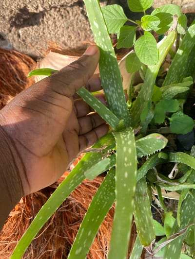 A close-up shot depicts a human hand resting amidst an aloe vera plant. The aloe vera is characterized by its green, speckled leaves with small, pointed serrations along the edges. The hand, with a dark complexion, appears to be touching or holding the plant. The background reveals other green plants, including one with rounded leaves, growing together in what appears to be a pot or container, possibly filled with coconut husk. The location is Maigizo, Nigeria.