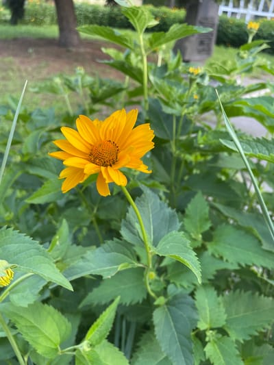 The image captures a close-up of a vibrant yellow daisy-like flower with delicate petals and a dark, textured center. The flower is in focus and positioned to the left of the frame, its stem extending downwards and slightly out of view. It is surrounded by lush green foliage, with some leaves serrated along the edges. In the background, a tree trunk is visible, suggesting an outdoor setting. A white picket fence is faintly discernible in the upper right corner, hinting at a garden or park. The scene appears to be located in the city of Brovary, Ukraine, as indicated by the metadata associated with the image. There are no people or animals present in the image.